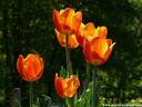 24Tulpen240409.JPG