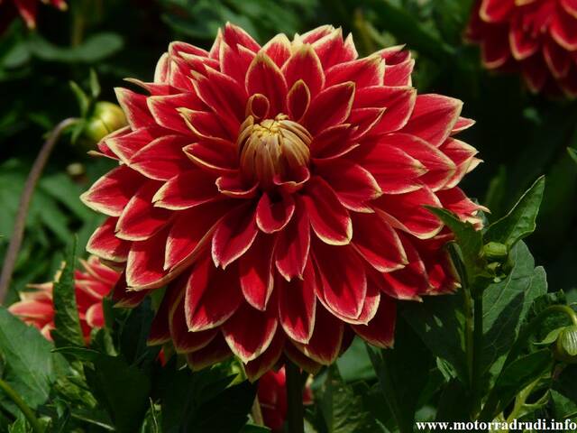 25Dahlie260808.JPG