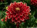 25Dahlie260808.JPG