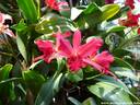 25Orchidee240409.JPG