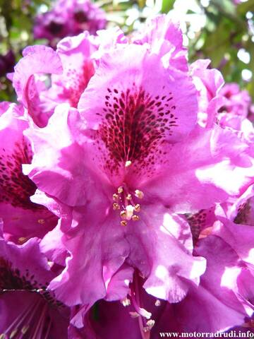 25Rhododendron200509.JPG