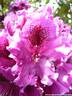 25Rhododendron200509.JPG
