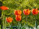 25Tulpen240409.JPG