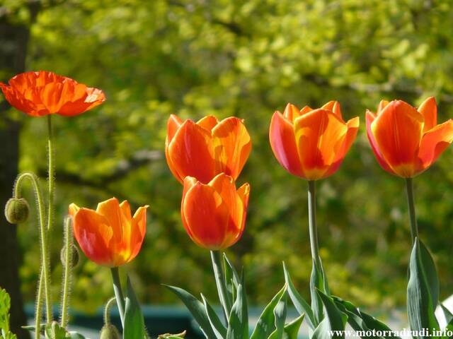 25Tulpen240409.JPG