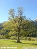 grAhornboden101006-13.JPG